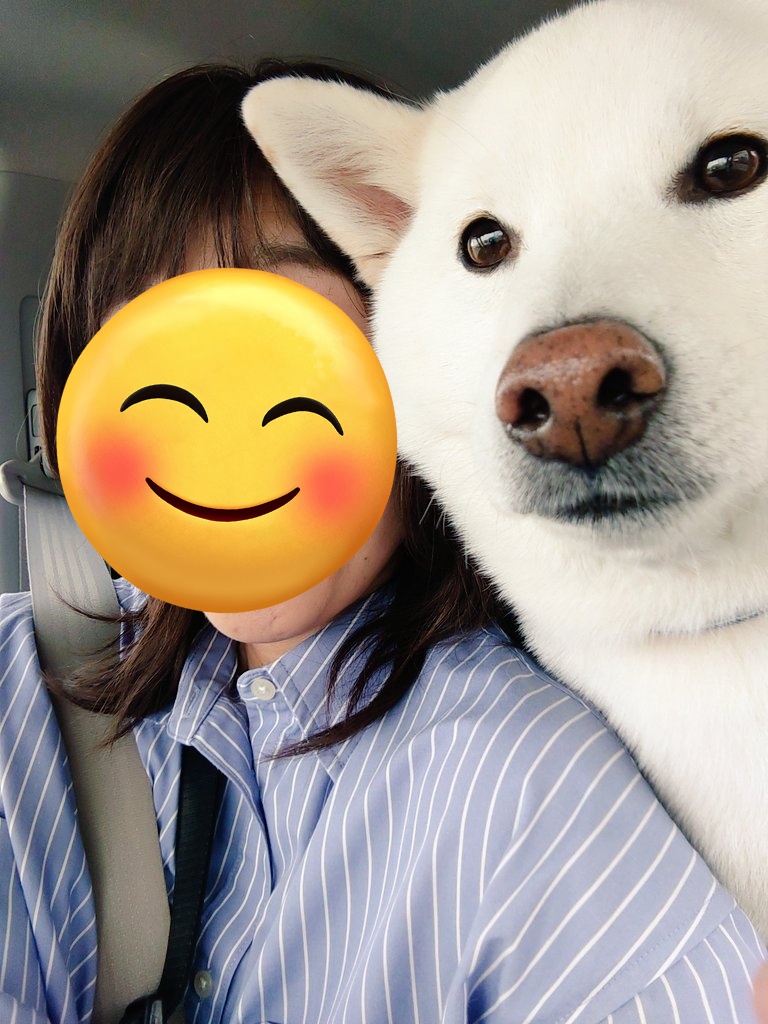 運転してると
あご乗せしてくる
白い犬🐶