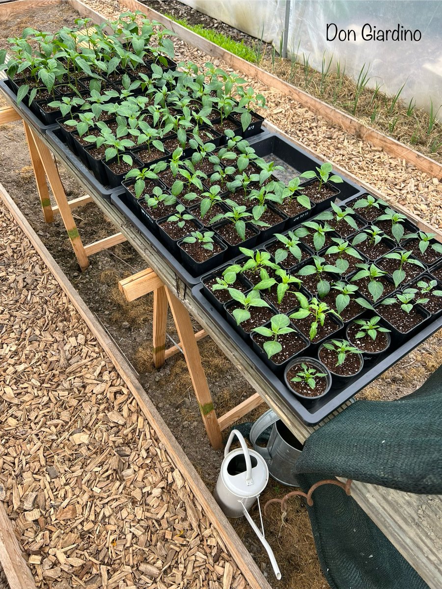 Die Auserwählten Paprika und Chili Pflanzen die in dieser Saison bei mir ihr Bestes geben dürfen. Die Aussaat erfolgte vor 57 Tagen und nach dem Umtopfen dürfen die Pflanzen jetzt in den Tunnel. Solange die Nächte stabil über 5-8 Grad liegen fördert das einen kompakten Wuchs.