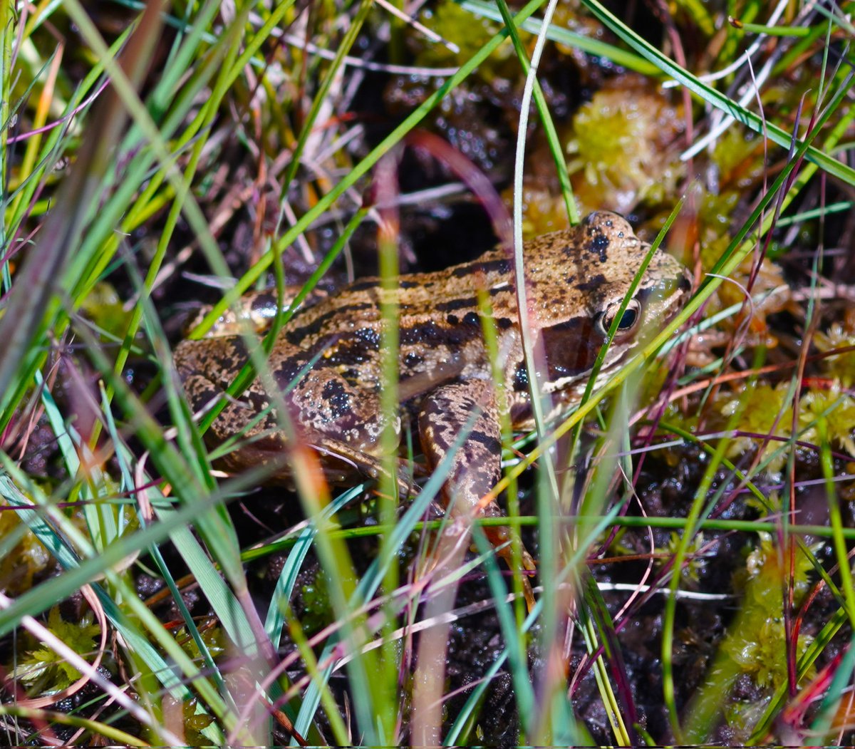 Yay, we made it through the week to #FroggieFriday 🐸

So let's have a bit of fun!
Post pics of your slithery, slimy wee beasties and I'll try not to regurgitate my breakfast! 😆

Let's go 📣
#TwitterNatureCommunity 
#TwitterNaturePhotography #frog
#amphibians #naturelovers