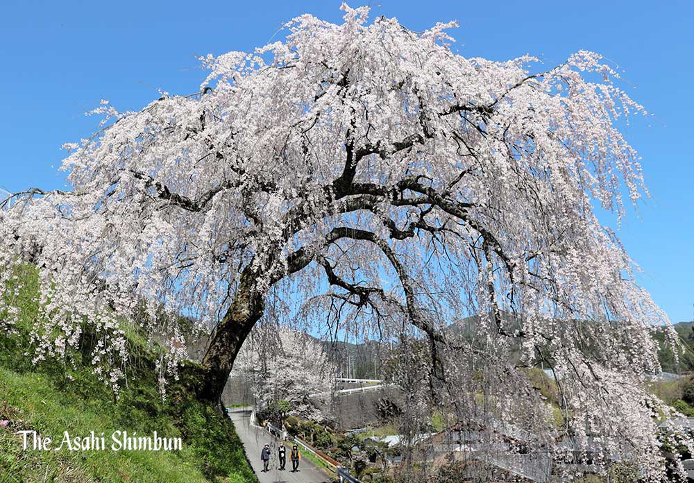 樹齢130年超のしだれ桜に感じる曽祖父の威厳　岐阜・下呂の名所に asahi.com/articles/ASS4C… 見事な枝ぶりの「#岩太郎のしだれ桜」が満開をむかえています。４月１０日撮影の写真です。「岩太郎」とはどういう方なのか、溝脇正記者が取材しました。（矢）