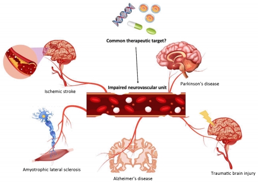 #neuroinflammatorydisease #neurovascularunit #permeability Neurovascular unit permeability in neuroinflammatory diseases: a common pathologic and therapeutic target? journals.lww.com/nrronline/full… @USFHealthMed @USouthFlorida