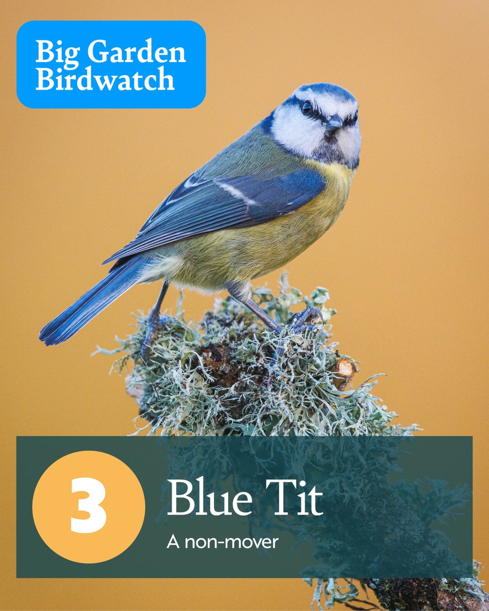 It’s another bronze for the Blue-tit in the #BigGardenBirdwatch as this small but mighty little bird remains in third place for another year! Place your best guess for who will be runner up