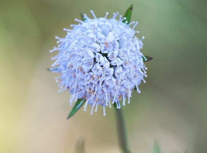 Half-hardy annuals are perfect candidates for spring sowing. Discover our top 10 favourites for adding masses of cheerful colour to your garden. buff.ly/3U1Ej4Q