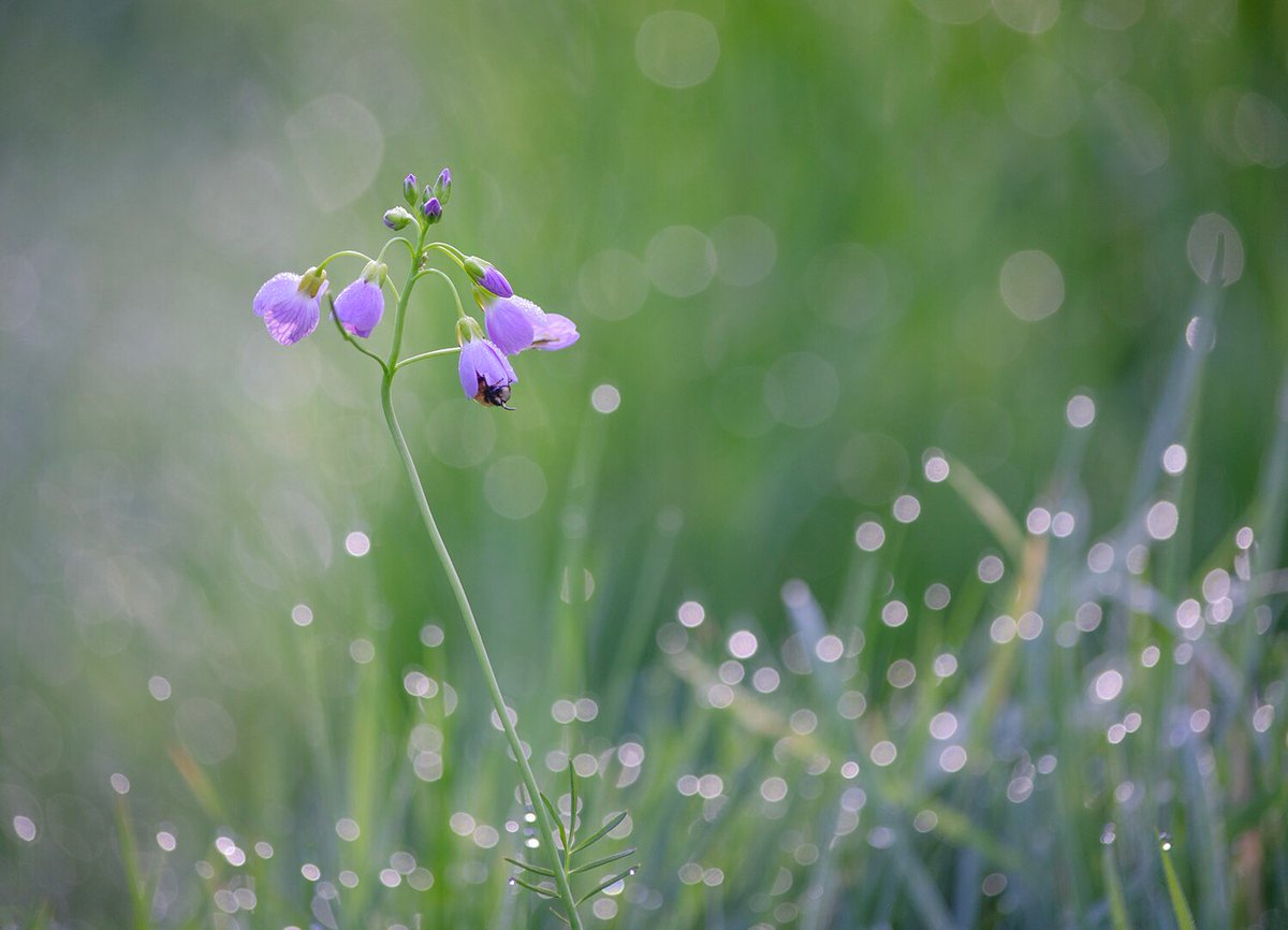 Among the Cuckoo flowers this morning as a brief bit of sunshine lit up the dew.