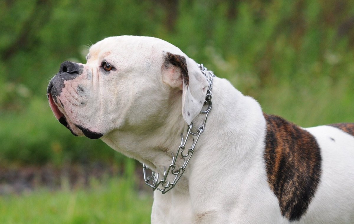 thailand435's tweet image. best dogs in the world 
#animal #dog #gogs #bulldog #AnimalLovers #animallover