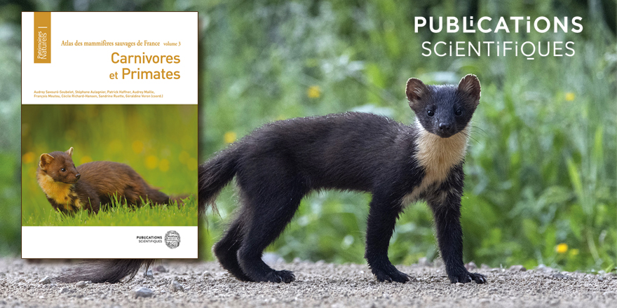 [#nouveauté] A paraître le 2 mai 2024 dans la collection #patrimoinesnuturels des Publications Scientifiques du @Le_Museum ⤵️ 📚 Le volume 3 de l'Atlas des mammifères sauvages de France : ➡ Carnivores 🦊 et Primates 🐵 🔗sciencepress.mnhn.fr #carnivores & #primates