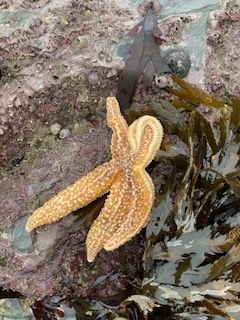 The announcement you have been waiting for! First place 🥇 for the most commonly recorded #Marine species goes to the common #Starfish, Asterias rubens! ⭐⭐ ⭐ DASSH have an amazing 43010 occurences in our archives at buff.ly/3kSEnSe! @thembauk #MarineBiodiversity