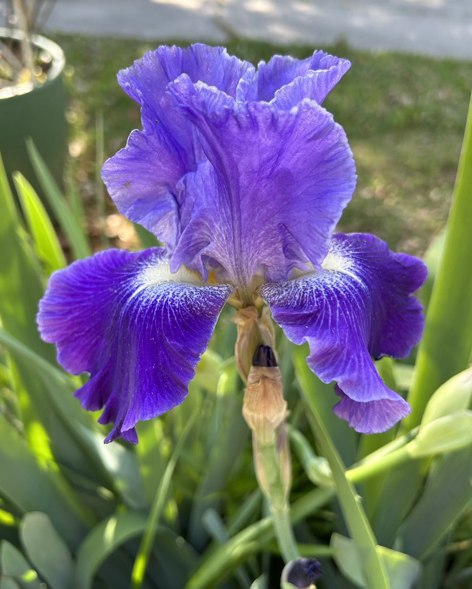 #FlowersOnFriday is another beautiful Iris in my collection 😃💜💜💜
#Iris #Gardening #Flowers #Plants #FlowerPhotography