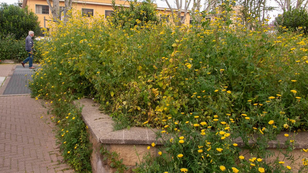 Da San Giovanni ai Parioli, fiori e gramigna: i marciapiedi romani incolti aspettano lo sfalcio roma.repubblica.it/cronaca/2024/0…