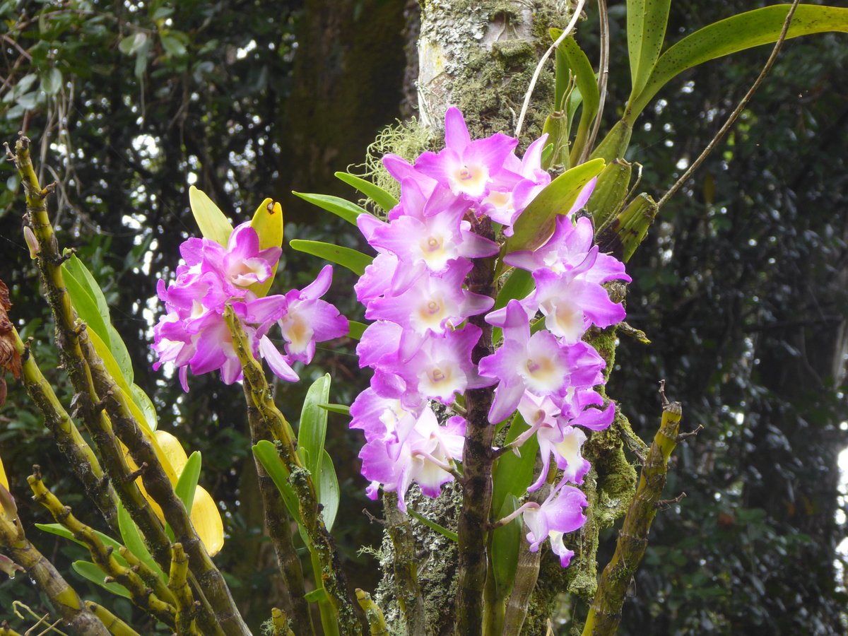 April 12th #orchid of the day: A different type of Dendrobium nobile, taken by a friend of mine at our local zoo.