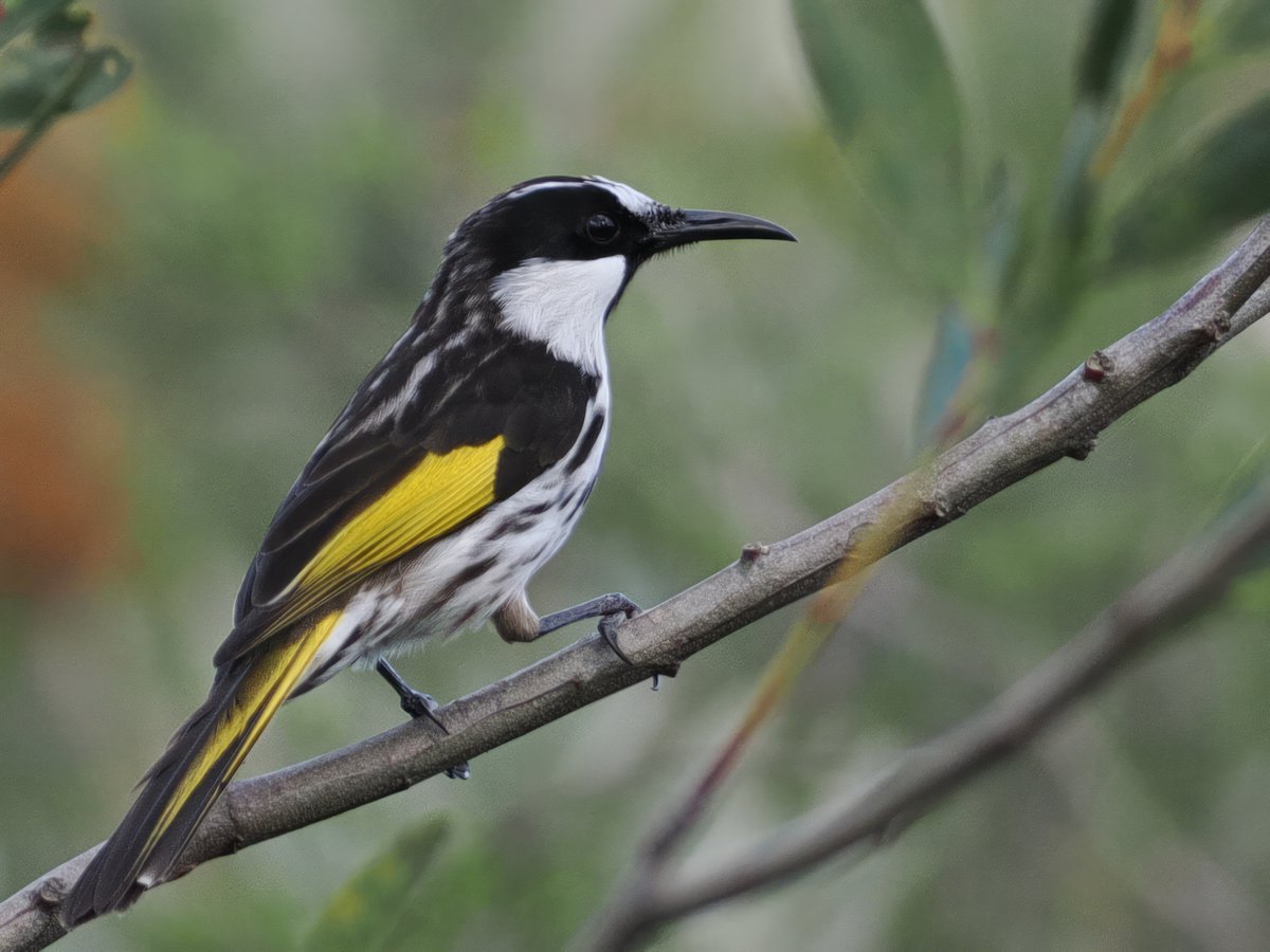 Pleased to finally get a decent photo of White-cheeked Honeyeater near Port Macquarie this afternoon, whilst on yet another unsuccessful hunt for Glossy-black Cockatoo. One of Australias smartest Honeyeaters in my opinion.