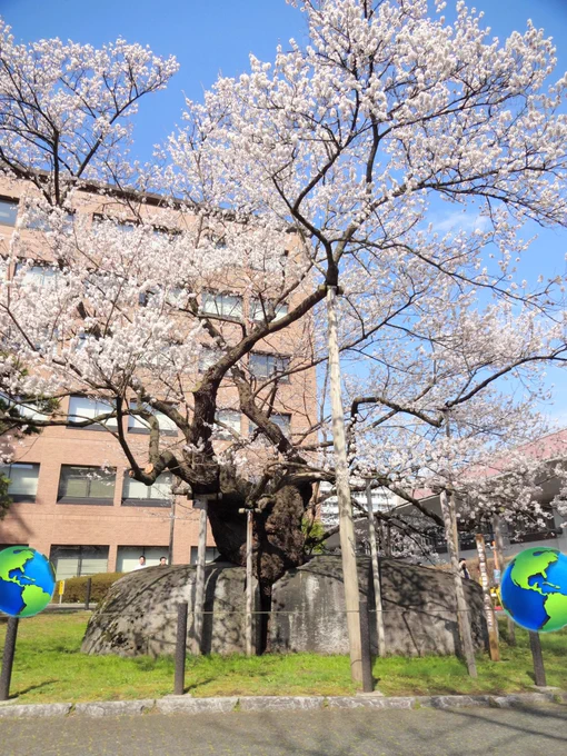 お花見日和 