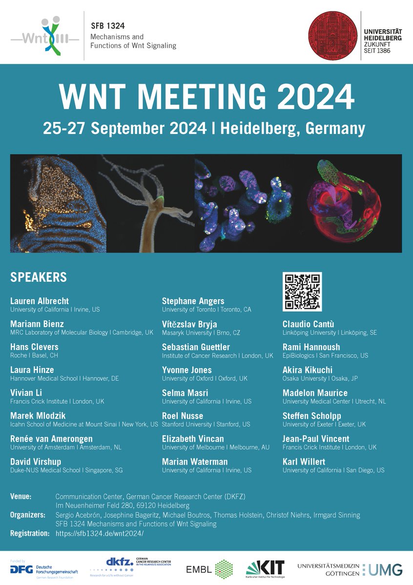 Join the Wnt Meeting 2024 in Heidelberg! #WNT2024 Please visit our website for registration and further information: sfb1324.de/wnt2024/