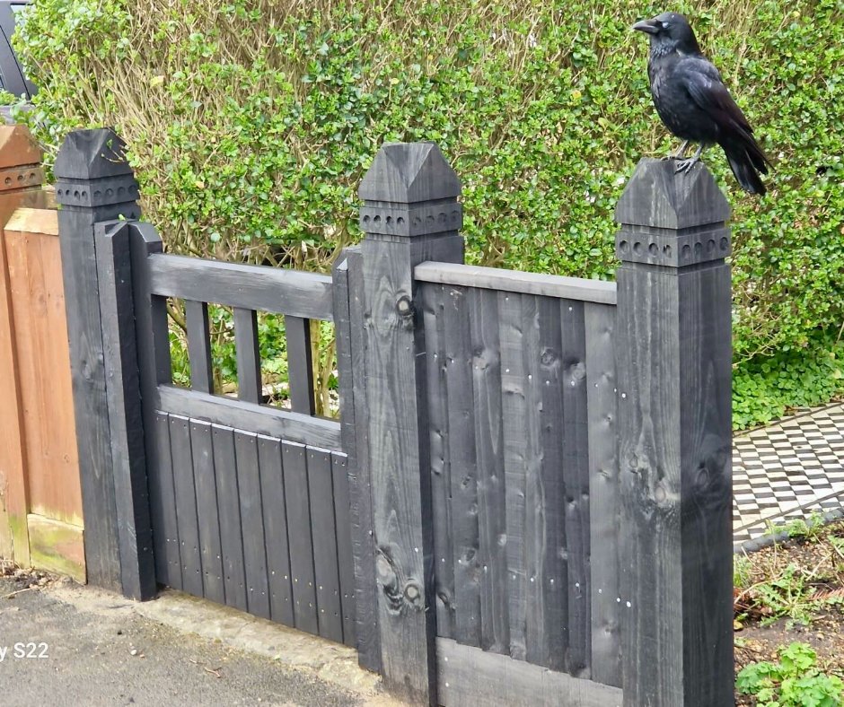 Cottage gate and close board fence for our client in Dulwich. Seal of approval from the Blackbird standing proudly on the new fence post! 🦅

#fencingcontractor #fencingcontractors #domesticfencing #commercialfencing #southlondonfencing #dulwich #foresthill #tooting #wimbledon