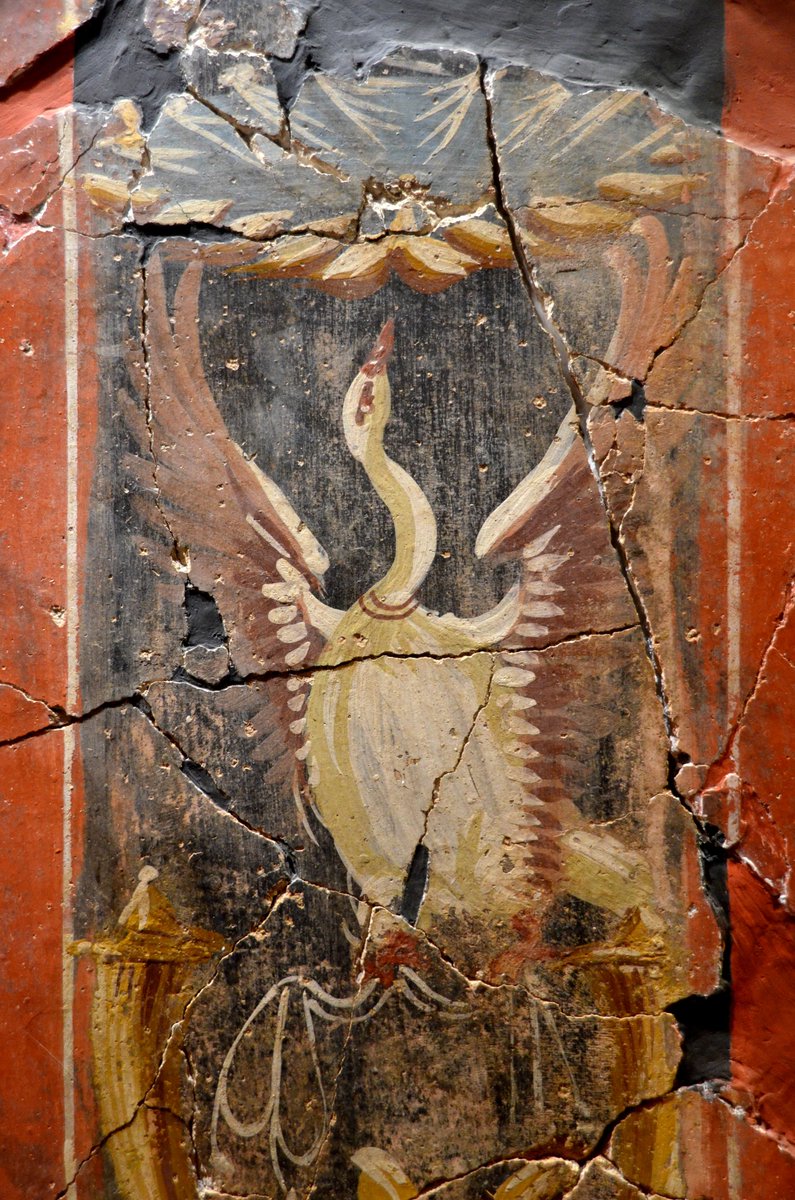 #FrescoFriday - A Roman fresco of a swan that adorned the tablinum of the House of Fortune in Carthago Nova (modern-day Cartagena, Spain). The house dates to the late 1st century BC and was occupied until the late 2nd century AD.