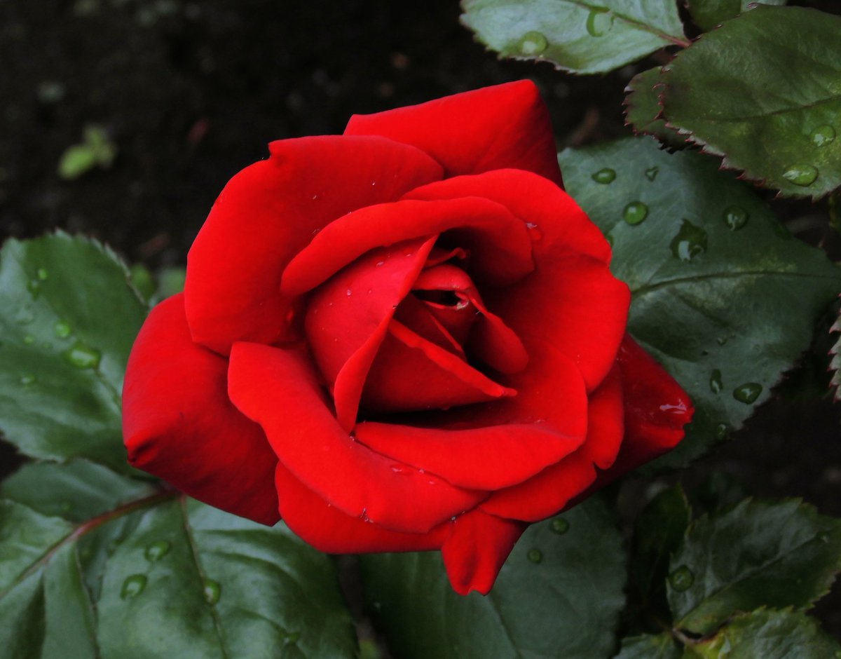薔薇
🌹
＃flowerphoto