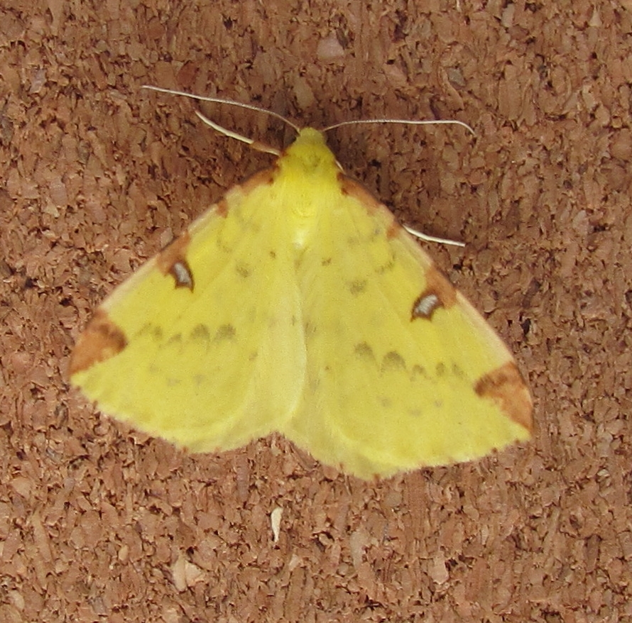 Brimstone, a FFY from my Broadwey trap.