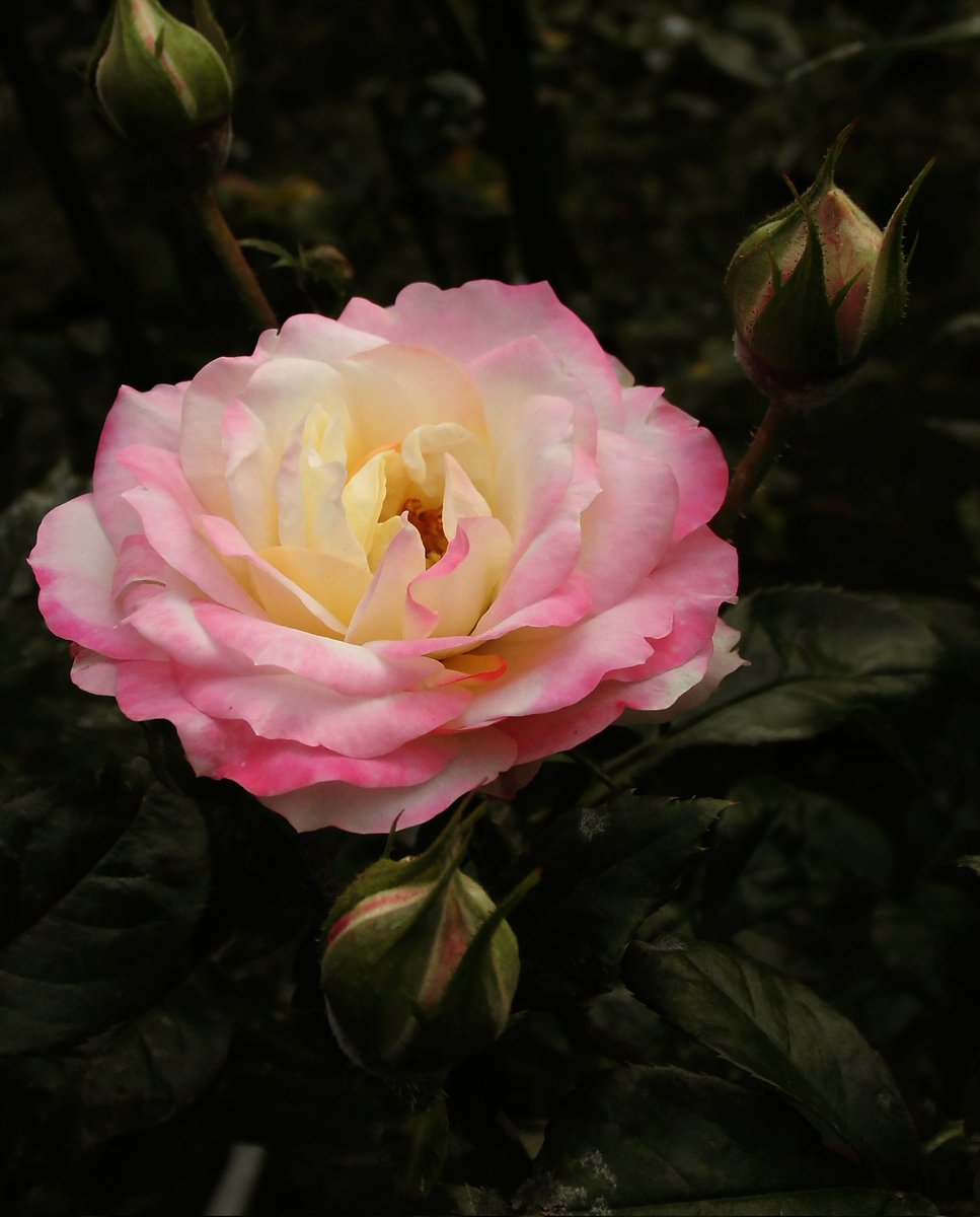 薔薇
🌹
＃flowerphoto