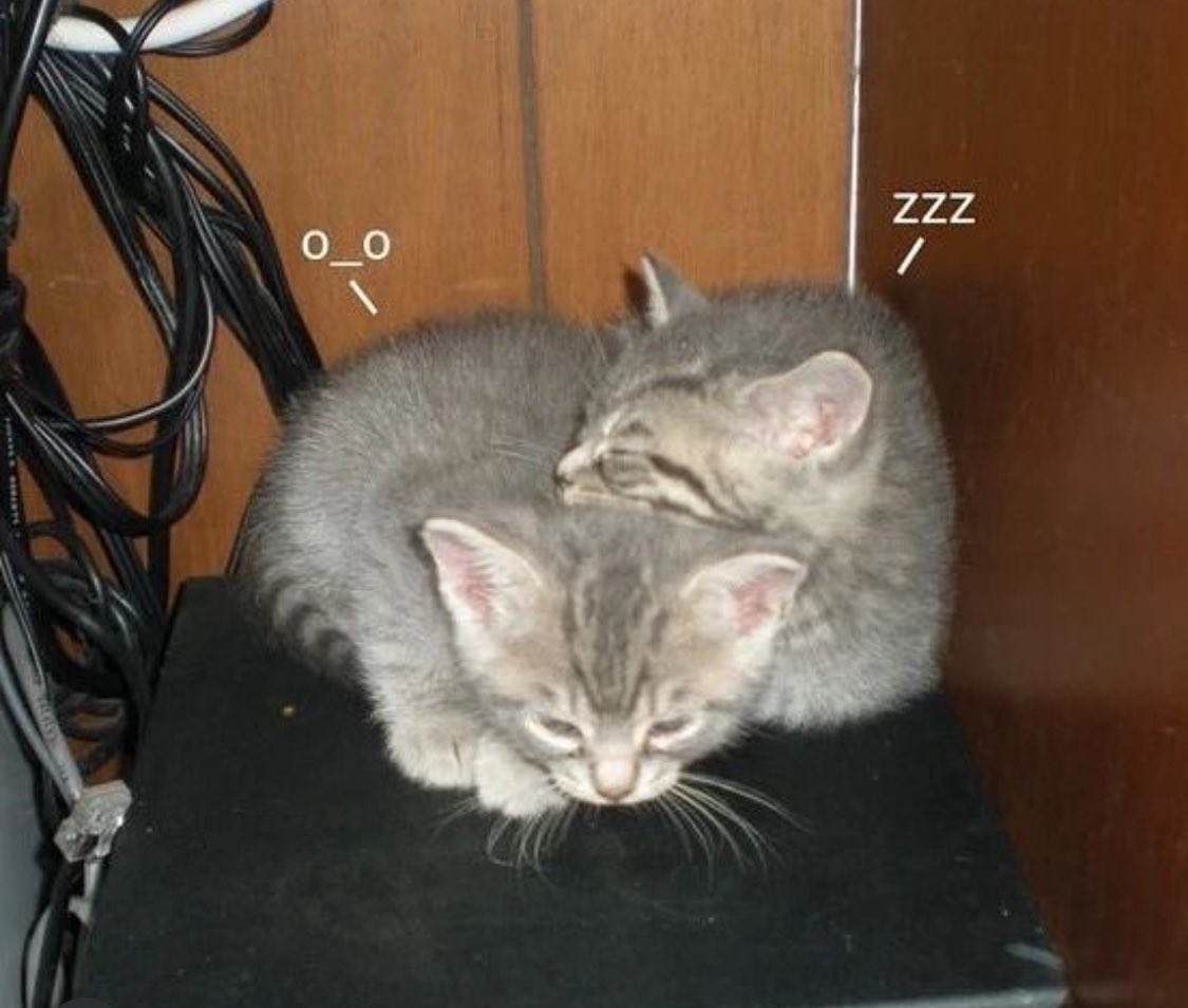 Punch Cat (@punchingcat) on Twitter photo 