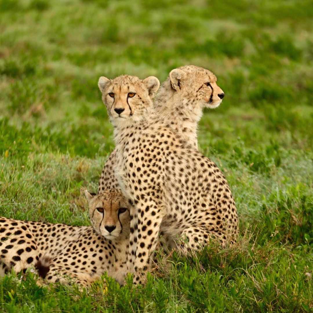RandRtours's tweet photo. Our long-time repeat client Scott Hyman went looking for the big cats and other rare wildlife of Eastern Africa in February and he wasn’t disappointed.  He even encountered a very special black leopard, on his 16 day trip with Reef and Rainforest. Follow @ScottHymanPhoto on Insta https://t.co/YuR2wNbLEQ