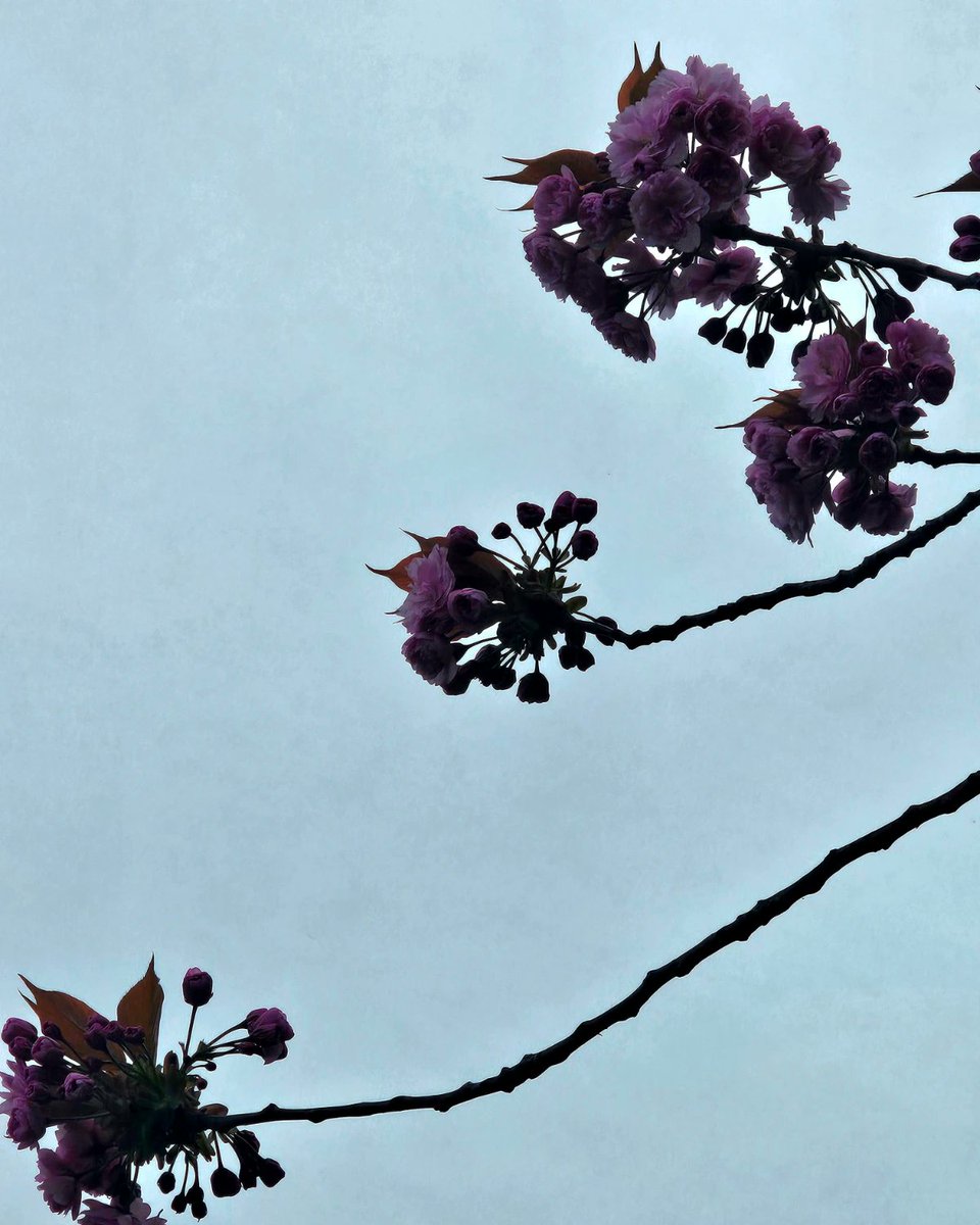 Blossom bobbing above me. Branches like dripped and drizzled ink on a pale blue grey paper.
How fortunate I am to be able to work inside and outside and inside and outside and 'inside and outside'! 

#CherryBlossom #reading #outside #PhDJourney #BehindTheClosedCellDoor