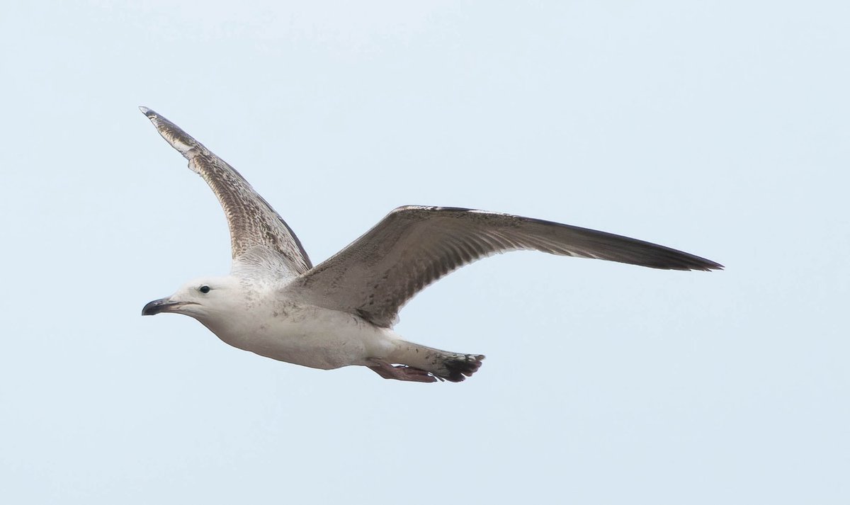 Caspian gull Cromer yesterday, first I’ve seen for months