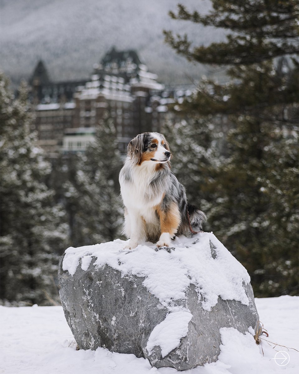 Witness the last snowfall at @FairmontSprings with @AussieSedona. #FairmontHotels #StayIconic #FairmontBanffSprings