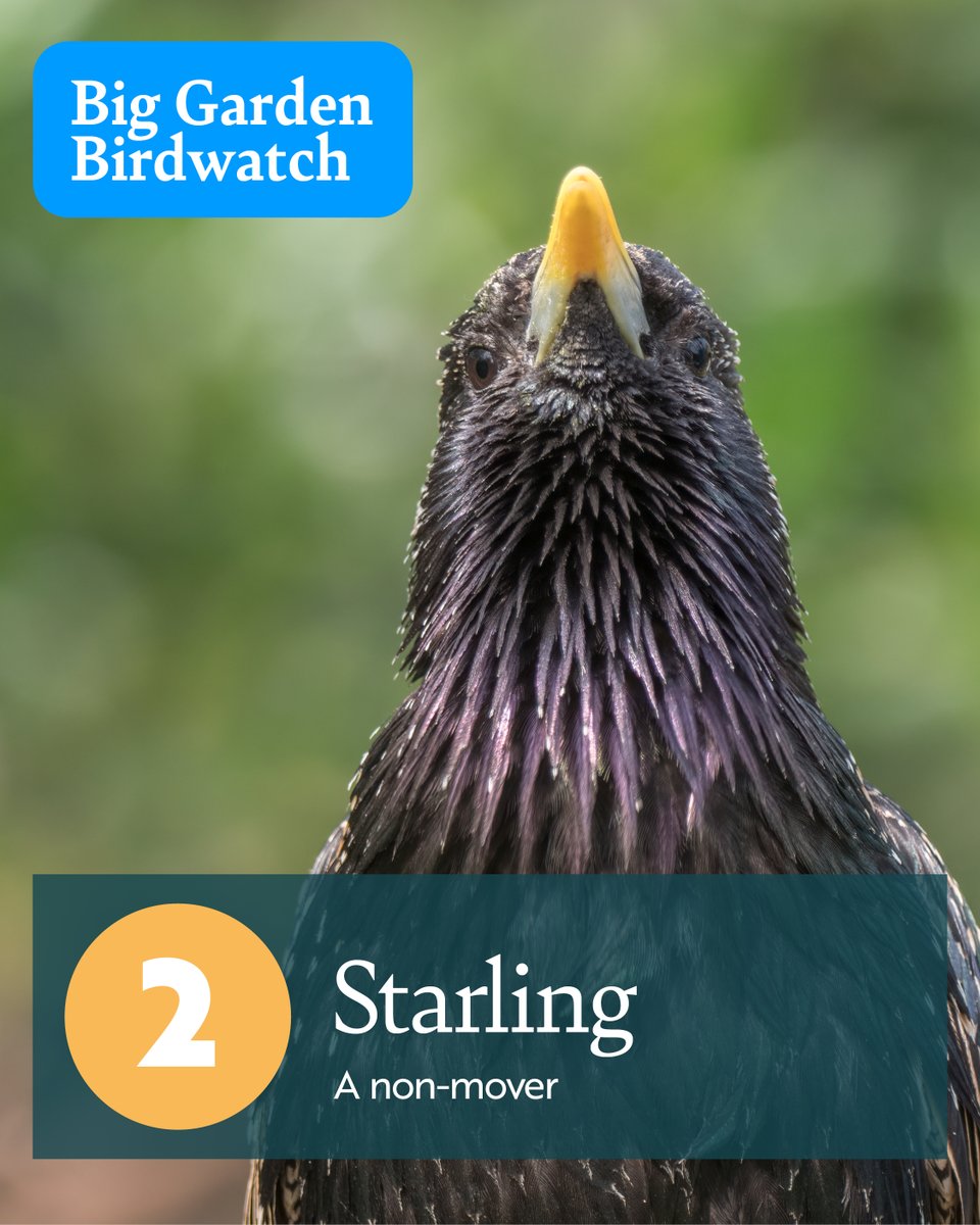 He’s the ‘star’ of the show! It’s the Starling coming in at second place in the #BigGardenBirdwatch. Usually, the main attraction with their dazzling aerial displays in the wintry skies, they remain one of our most commonly spotted species during #BGBW