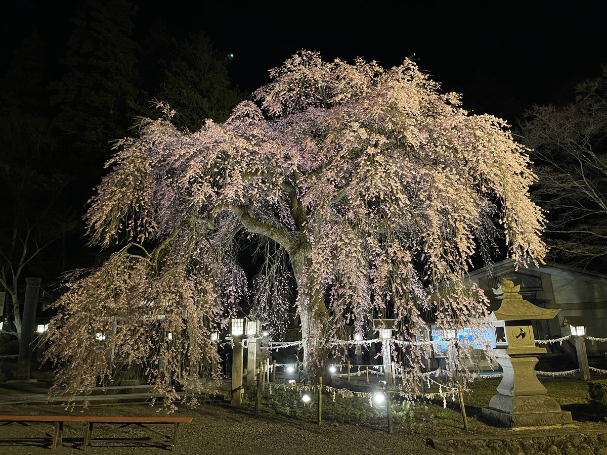 【桜開花情報】
南湖神社の楽翁桜が満開となりました🌸
桜が散り始めるまで、楽翁桜のライトアップを行っています。美しい夜桜をぜひご覧ください！
点灯時間:午後5時～午後10時
＜観光課＞