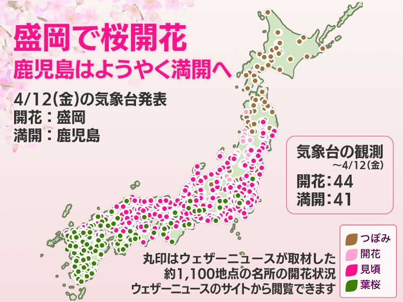 ＜盛岡で桜開花、鹿児島で満開へ＞ 今日4月12日(金)は、盛岡で桜開花、鹿児島はようやく桜満開の発表が各気象台からありました。北日本では順調に桜前線が北上しています weathernews.jp/s/topics/20240…