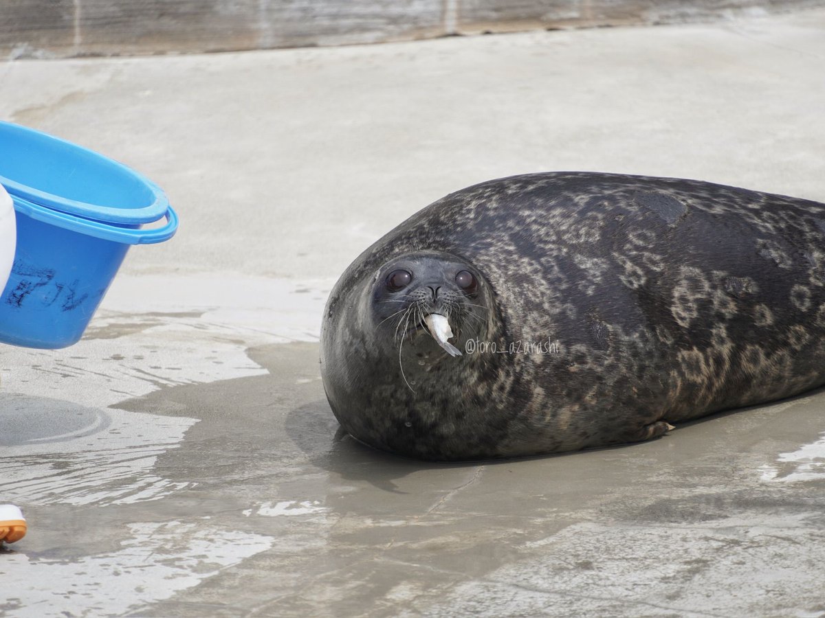 #鴨川シーワールド

アルー

2024/04/07

#あざらし #アザラシ #seal #海豹 #바다표범 #ワモンアザラシ

おさかなを見せつけてくるアルー