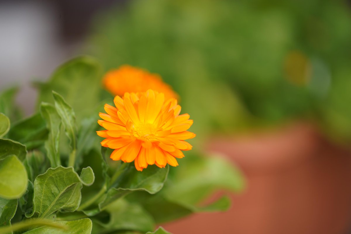 Last year our Kawashima Plant started the 