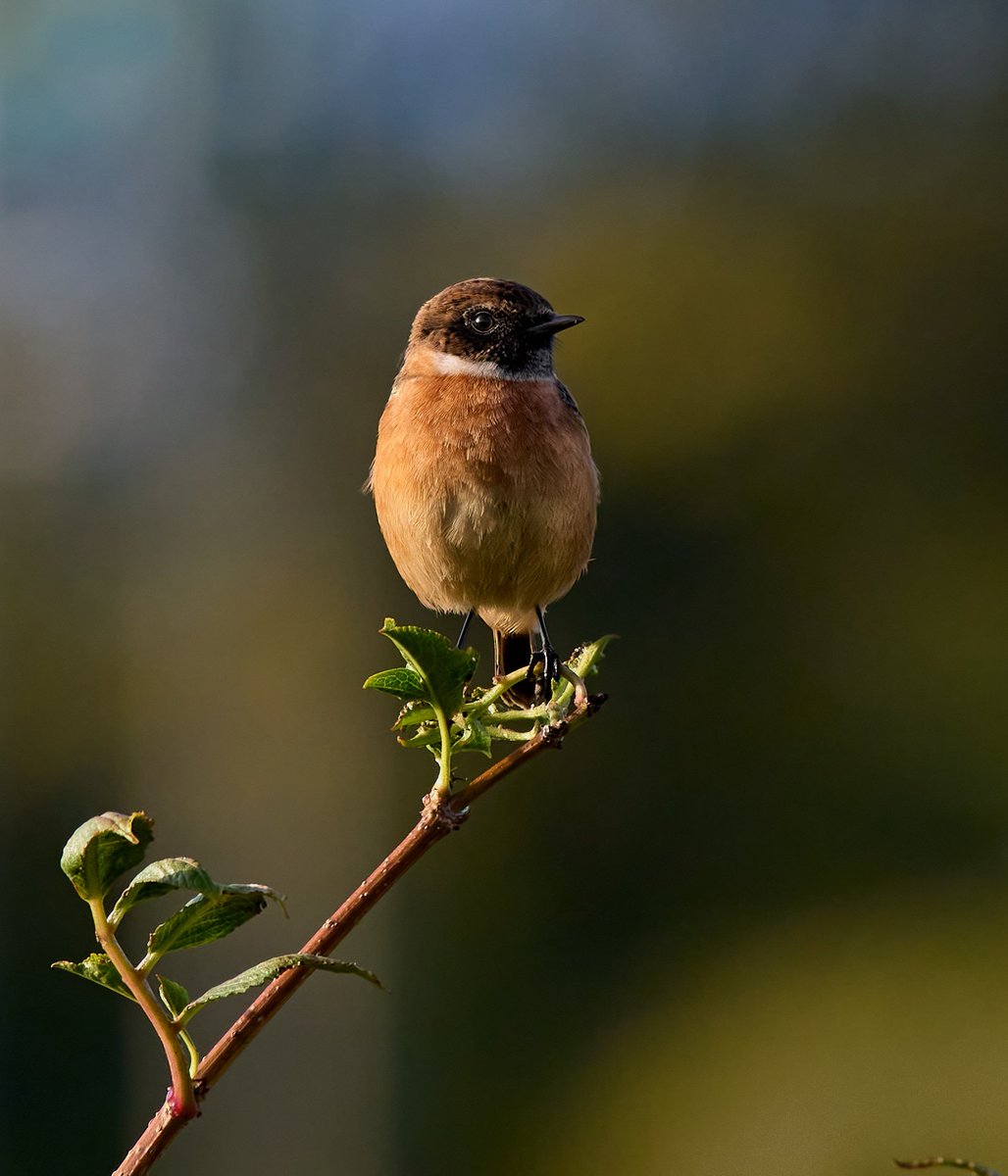 Stonechat.