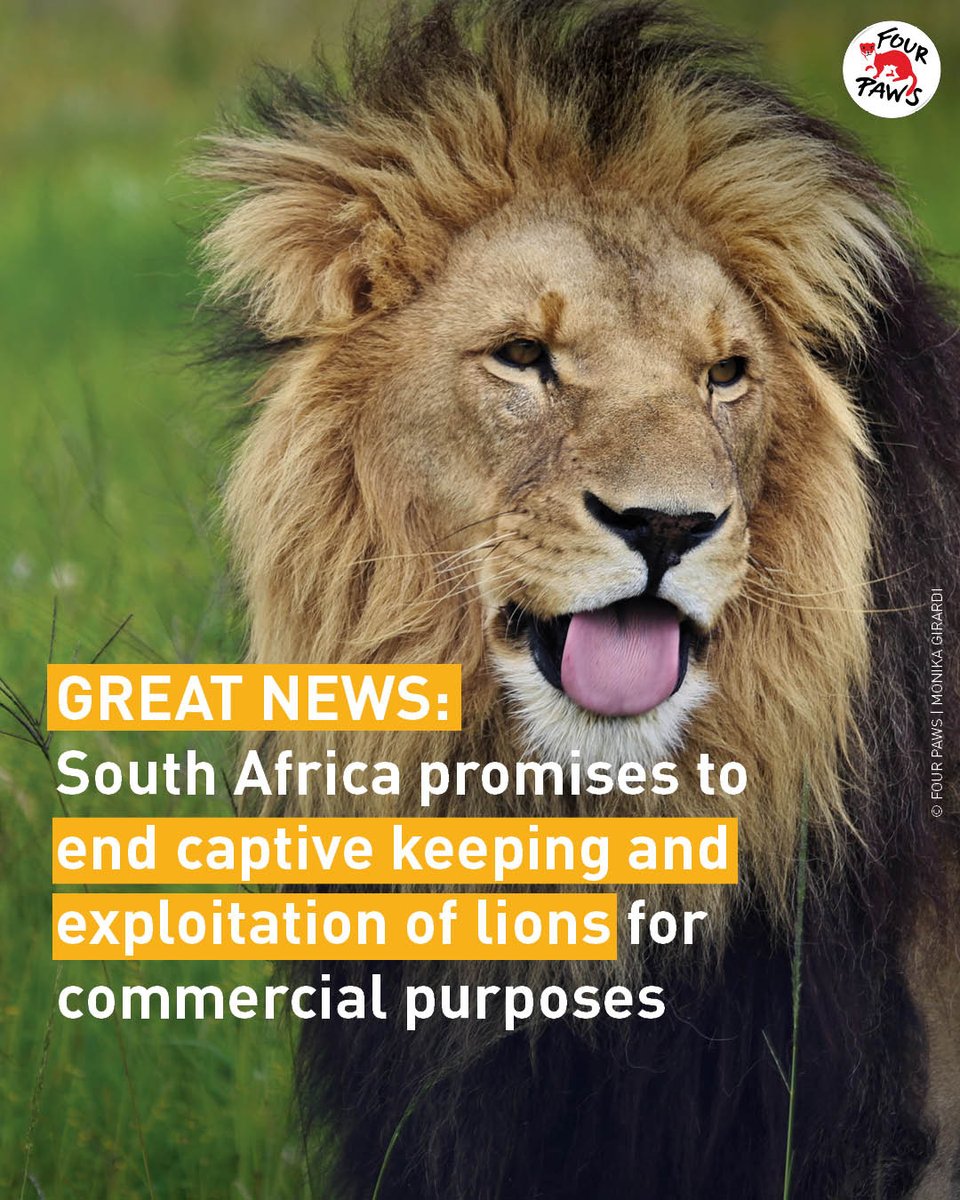 South Africa has committed to ending the captive lion breeding industry after green lighting a new Policy Position ending keeping lions in captivity for profit, shutting down lion breeding centers & banning the commercial exploitation of big cats. dffe.gov.za/sites/default/…