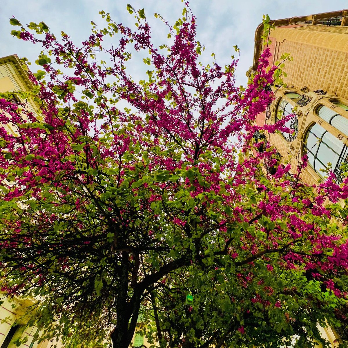 😏Si us diem que hi ha un arbre a #Lleida que es diu Cercis siliquastrum en nom científic però que se’l coneix com “arbre de l’amor”, què us sembla?💓💓
😅També rep el nom d’arbre de Judes, per la història que tots coneixem...
#mesbiodiversitat #ProyectosPRTR #NextGenerationEU