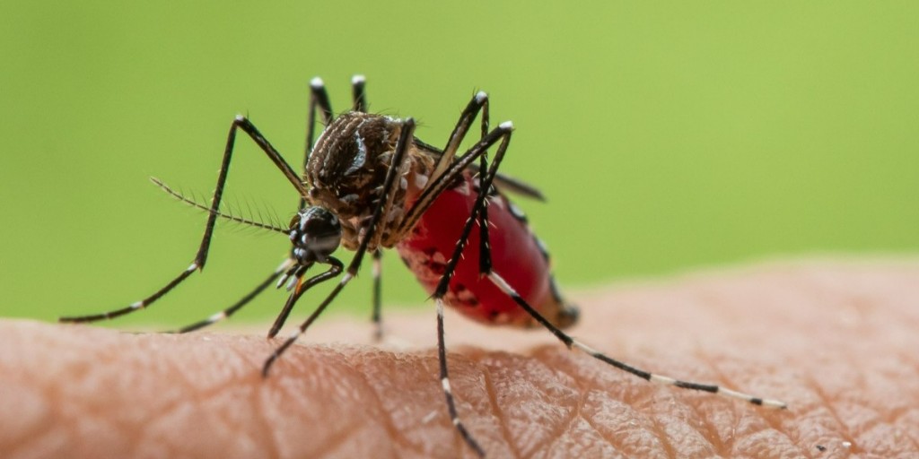 Keele University 🐿️ (@keeleuniversity) on Twitter photo A Keele researcher has been awarded funding to develop new ways to prevent the spread of mosquito-borne diseases and viruses.
Dr Shivanand Hegde will receive £123,340 from <a href="/acmedsci/">Academy of Medical Sciences</a> to build on his previous research in the field.
Read more ➡️ keele.ac.uk/about/news/202… A Keele researcher has been awarded funding to develop new ways to prevent the spread of mosquito-borne diseases and viruses.
Dr Shivanand Hegde will receive £123,340 from <a href="/acmedsci/">Academy of Medical Sciences</a> to build on his previous research in the field.
Read more ➡️ keele.ac.uk/about/news/202…