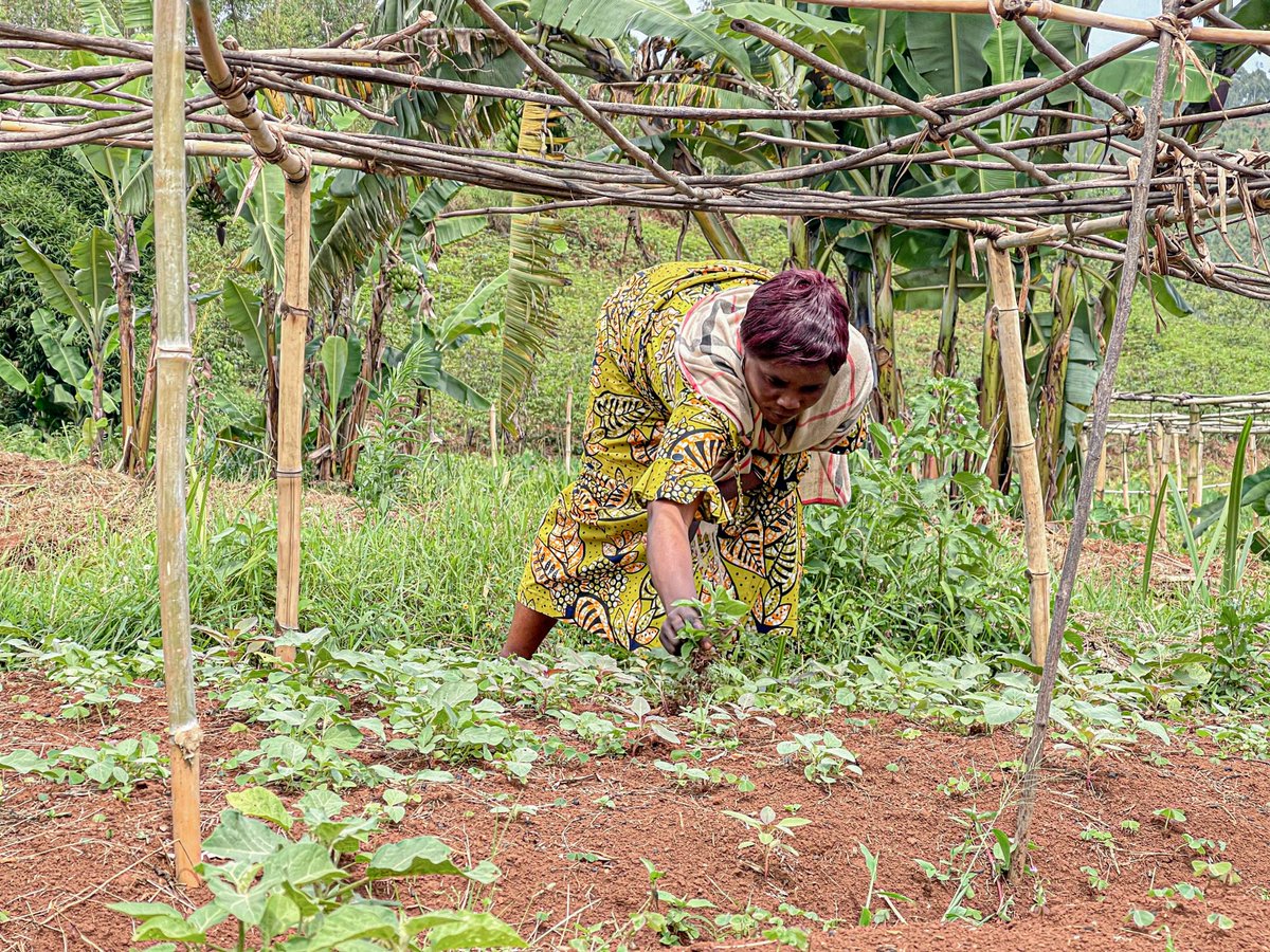 La lutte contre la malnutrition commence dans les champs 🍆🌱 Avec le soutien de l'UNICEF et @BMZ_Bund @KfW_int, Sylvie Shombo cultive des aubergines dans un champ communautaire à Kaniola dans la province du Sud-Kivu.