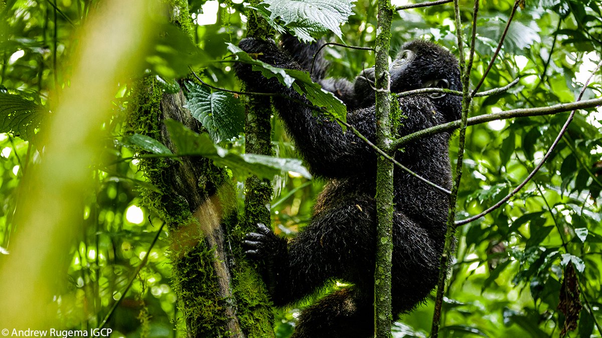Mountain gorilla count pending. ⌛ Later this year, with support from WWF, @IGCP and partners will be undertaking a census to determine populations of the endangered mountain gorilla in Bwindi Impenetrable National Park. Together, we can protect these amazing mammals. 🦍