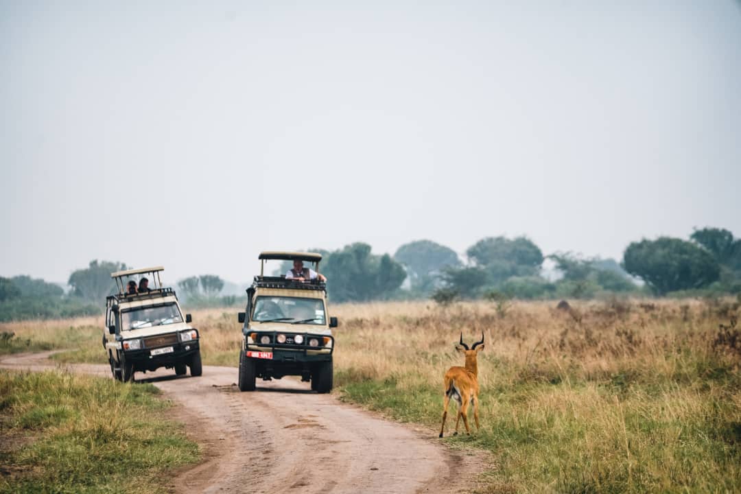 Long work week? This is your queue to escape the urban jungle and enjoy a safari getaway at #KikorongoSafariLodge. Immerse yourself in nature's beauty and unwind in the heart of #QueenElizabethNationalPark. To book, call 0789390350. @TourismBoardUg @ExploreUganda @ugwildlife