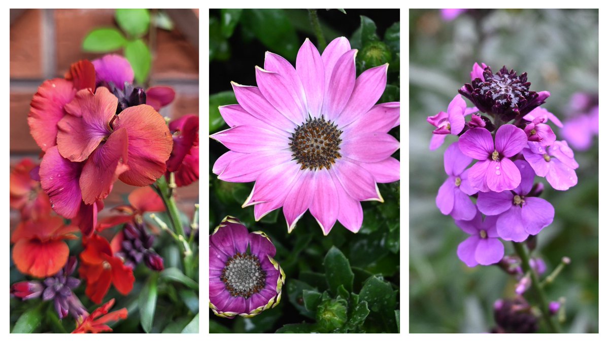 I think you might call this a 'tonal triptych' 😊 Happy #FlowersOnFriday all, we may actually get some sunshine today 🌞🤞