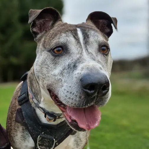 Please retweet to help Aussie find a home #LEEDS #YORKSHIRE #UK 🔷AVAILABLE OR ADOPTION, DOGS TRUST🔷 Affectionate crossbreed aged 5-7. He's looking for an adult home as the only pet. Aussie has been waiting for a home for a long time now, please give him a share 🐶DETAILS or…