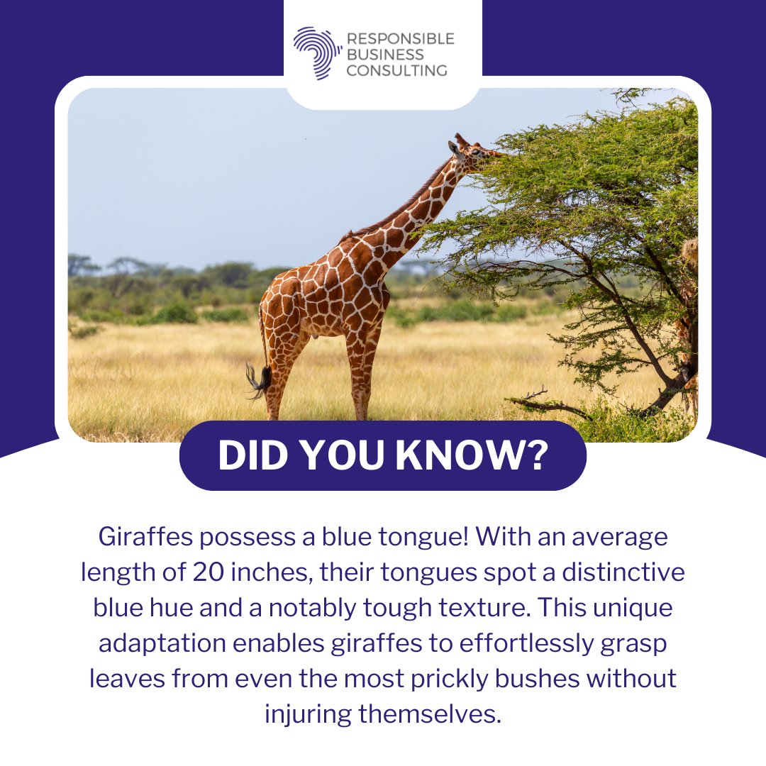 Fun Fact! 

Ever noticed a giraffe's tongue? It's blue! 

With an average length of 20 inches, this distinctive feature helps them grasp leaves from prickly bushes effortlessly! 🦒💙 
#Giraffes #NatureTrivia #IamResponsible