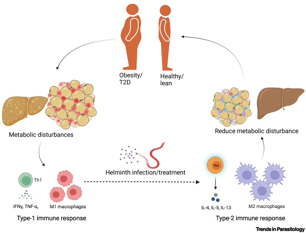 Drs @SuchandanS Doris Pierce, Eti Sarkar, Connor McHugh @KateGQuinlan Paul Giacomin & Alex Loukas review the regulation of host #metabolic health by parasitic #helminths. @AITropHealthMed @AITHM_Research @jcu @UNSWBABS @UNSW #Obesity #Diabetes #MetS #T2D authors.elsevier.com/a/1ivS35Eb1xJI…