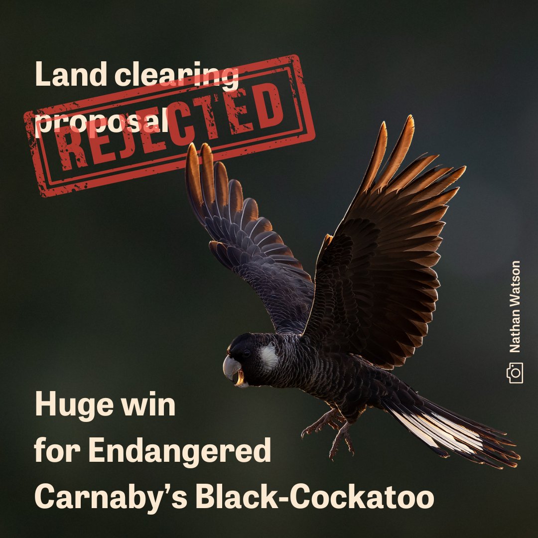 Celebration as the controversial Ravensthorpe Lithium Project is rejected at one of the most important breeding sites for Carnaby's Black-Cockatoos in WA Read more: birdlife.org.au/news/celebrati… 📸Carnaby's Black-Cockatoo by Nathan Watson