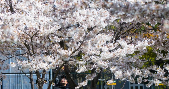 Toronto cherry blossom bloom ‘on schedule.’ When to expect them at High Park dlvr.it/T5PZmH