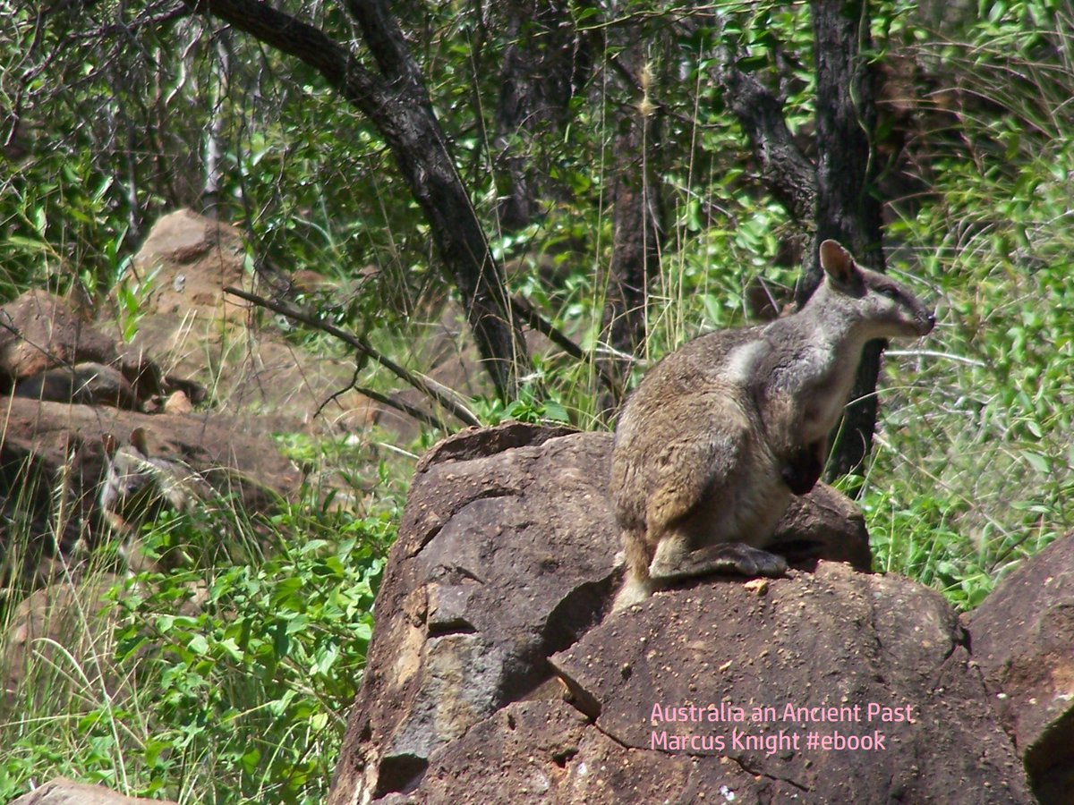 Brush-tailed Rock wallabies  #nature #NaturePhotography #NatureBeauty #naturelovers #photography #PhotographyIsArt #Fauna #Marsupials #PhotoOfTheDay #photo #Australia #auspol #qldpol facebook.com/TimeTraveller99, barnesandnoble.com/w/australia-an…