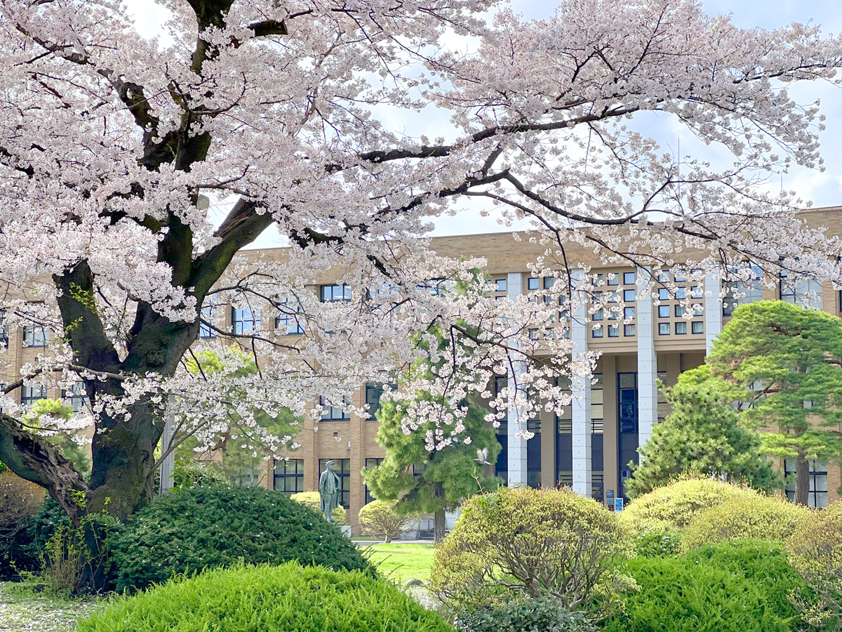 We're wrapping up the week with this view from the PR Office. Enjoy the last of the cherry blossoms this weekend! And if you're a first year or new student, do stop by our Spring Festival at Kawauchi Campus. bit.ly/3vmmjsD #tohokuuniversity #springfestival