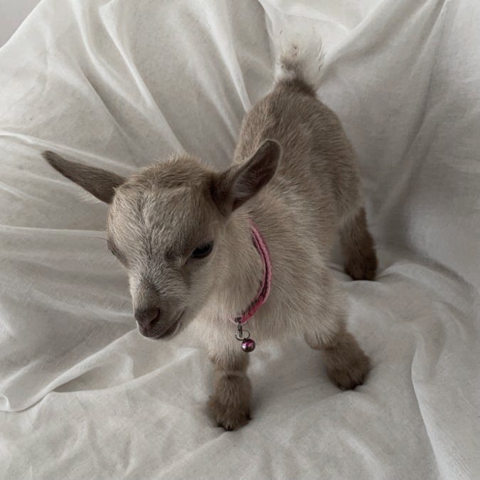 joooyland's tweet photo. 🐐 znajomość sms-owa
🐐 romans uniwersytecki
🐐 zły numer, właściwy facet
🐐 przesłodka koza
🐐 przystojny nerd
🐐 humor i sarkazm
"Let's Get Textual"
https://t.co/5h4OO7J77D
#letsgettextual #TwitteroweKsiazkary https://t.co/VxzHq644Dj