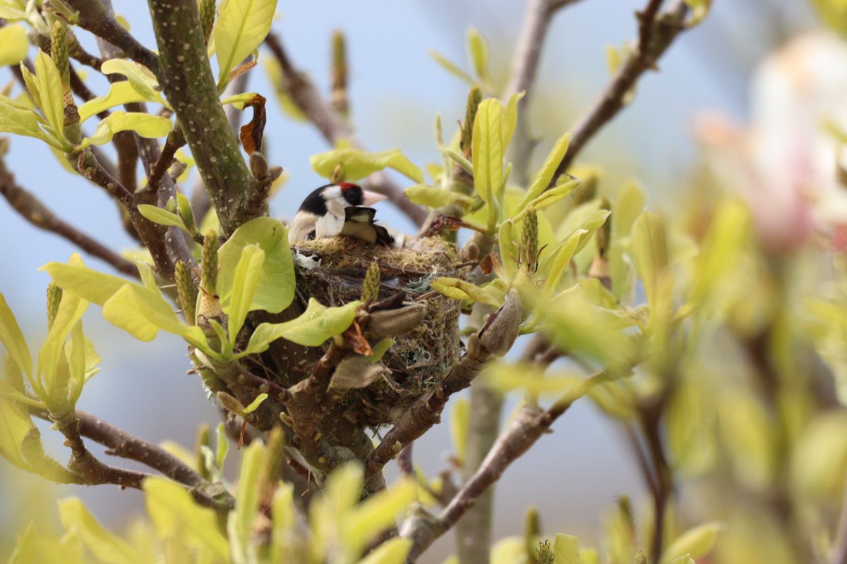 One year ago. The goldfinch nest in next door’s magnolia.