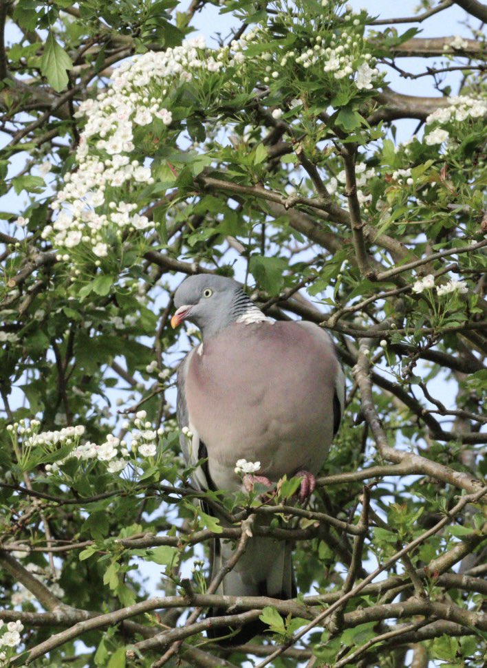 Fat pidge.